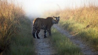 V blízkosti slovensko-ukrajinských hraníc sa pohybuje tiger, ušiel zo zoo na Ukrajine